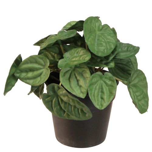 Peperomia Green Twist - Robust, decorative houseplant in a 20cm pot