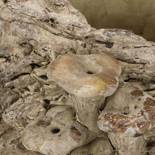 Product Planter cast stone tree trunk with mushrooms 36×18×12.5cm