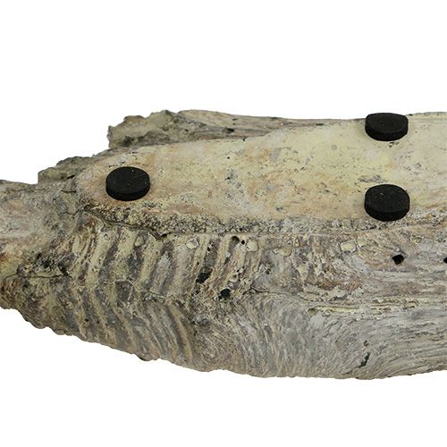 Floristik24 Planter bowl for succulents 24.5cm x 8.5cm H5.5cm