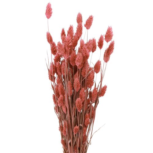 Phalaris shine grass dried flowers pink 64cm 70g × 2 bunches