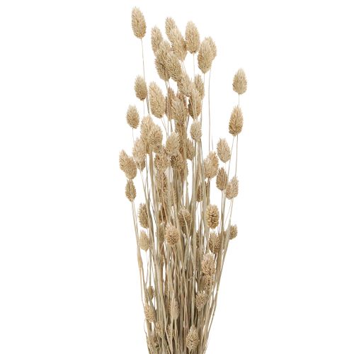 Phalaris Canary Grass Dried Flowers White L64cm 75gx2St