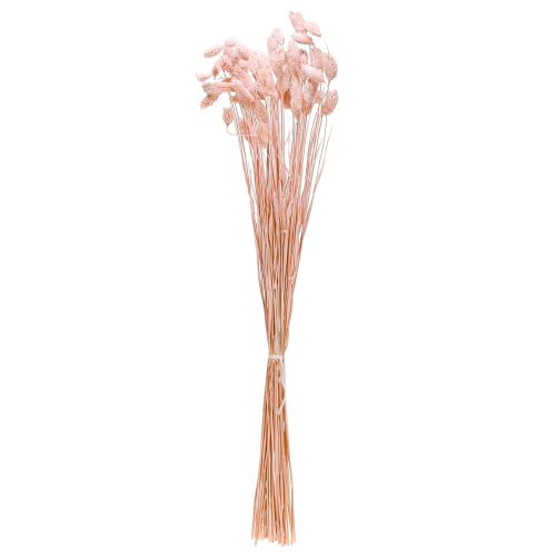 Floristik24 Phalaris Light pink Canary grass Dried decor 65cm 60g