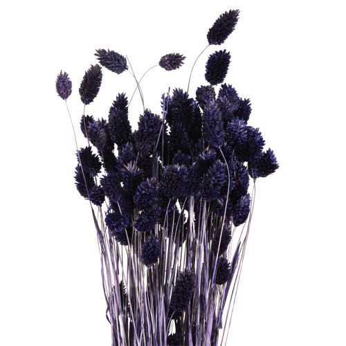 Phalaris Violet Dried Grasses 50-55cm 100g