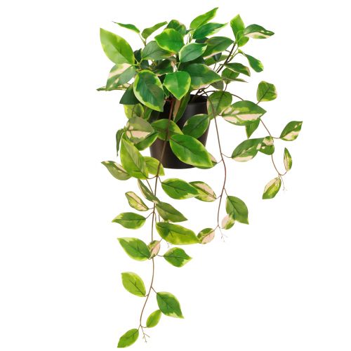 Philodendron -Scindapsus with pot, easy to care for - ideal for office and home 32cm