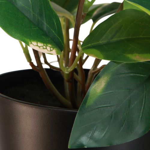 Product Philodendron -Scindapsus with pot, easy to care for - ideal for office and home 32cm