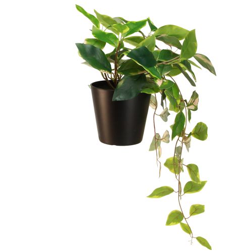 Product Philodendron -Scindapsus with pot, easy to care for - ideal for office and home 32cm