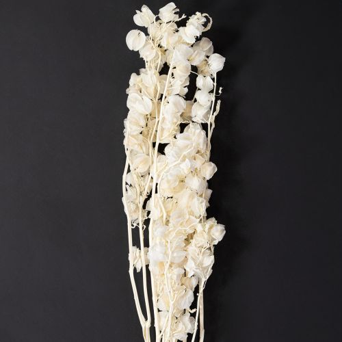 Product Physalis dried bleached lantern flower decoration Nicandra 75-80cm 100g