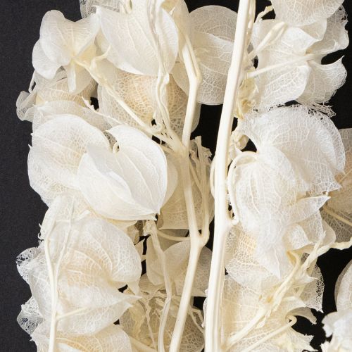 Product Physalis dried bleached lantern flower decoration Nicandra 75-80cm 100g