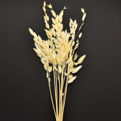 Product Dried Grass Sea Oats Chasmantium Champagne 70cm 10pc
