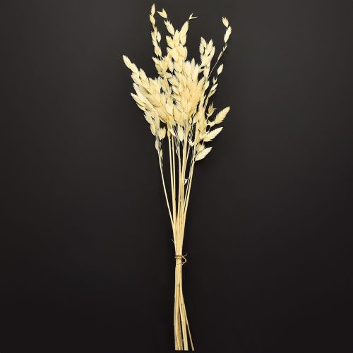 Product Dried Grass Sea Oats Chasmantium Champagne 70cm 10pc
