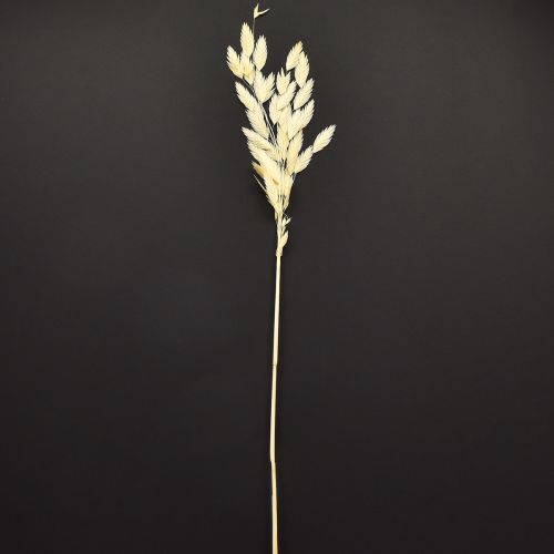 Product Dried Grass Sea Oats Chasmantium Champagne 70cm 10pc