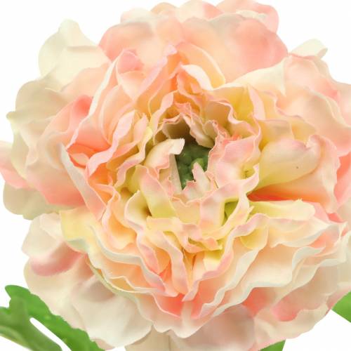 Floristik24 Ranunculus Peach H45cm