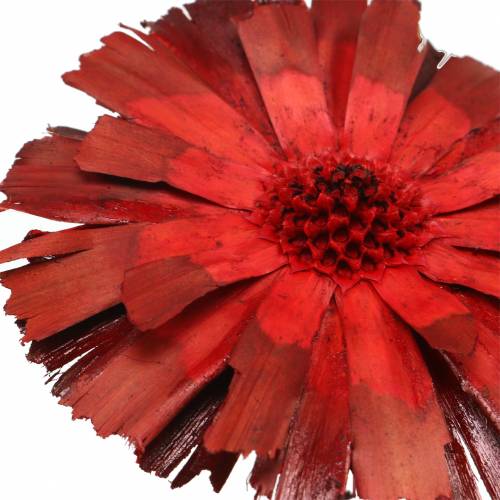 Product Repens Rosette Red 8cm - 9cm 25 pcs