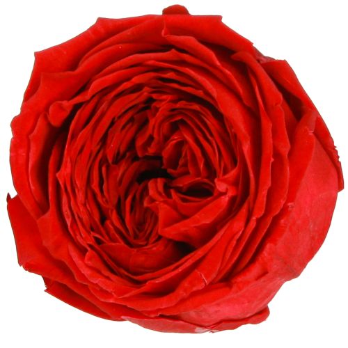 Product Forever Roses Preserved Infinity Roses Red Ø6cm 6pcs