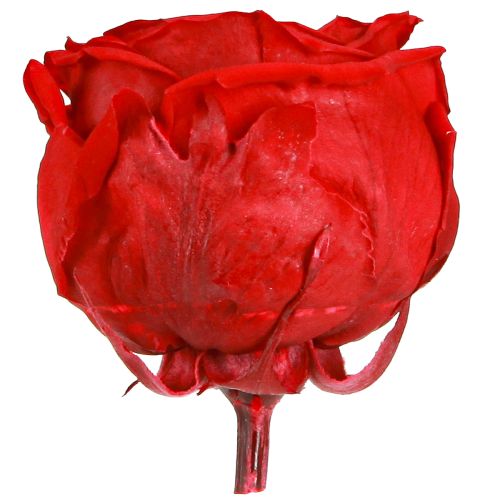 Product Forever Roses Preserved Infinity Roses Red Ø6cm 6pcs