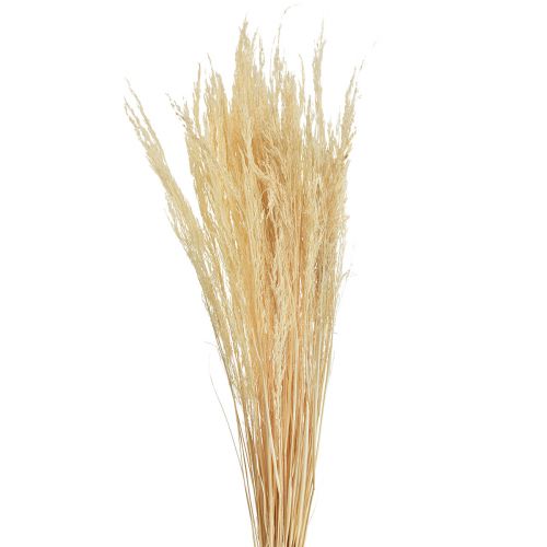 Bent Grass Agrostis Capillaris Dry Grass Bleached 65cm 80g