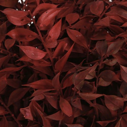 Product Ruscus Red on wire decorative branches dried 20cm 1 bunch