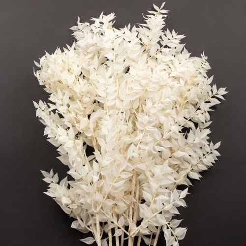 Product Ruscus branches decorative branches dried flowers bleached 10 pcs
