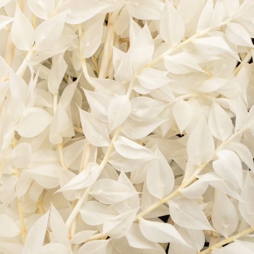 Product Ruscus branches decorative branches dried flowers bleached 10 pcs