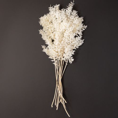 Product Ruscus branches decorative branches dried flowers bleached 10 pcs