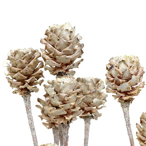 Product Salignum whitewashed proteas on a stem 25 pcs