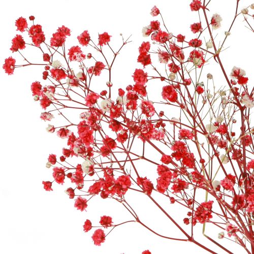 Product Gypsophila Dried Flowers Red 50cm 55g