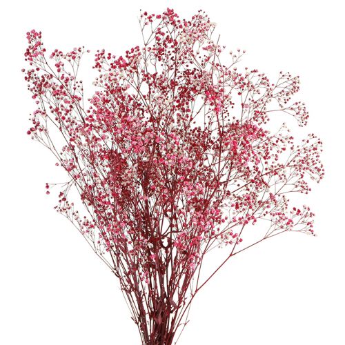 Gypsophila paniculate in Berry L50cm 55g