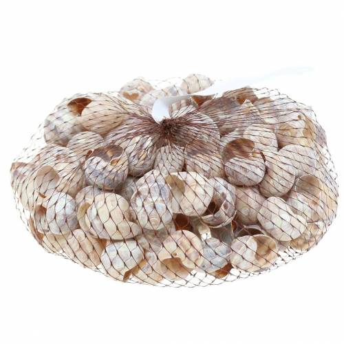 Floristik24 Snail shell white washed small 250g