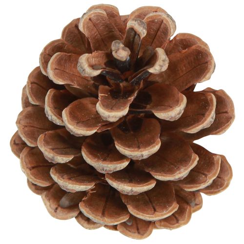 Product Black pine cones natural decorative pine cones 5-8cm 250g