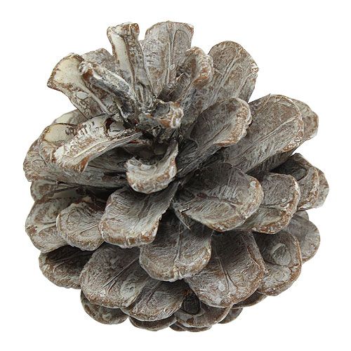 Product Black pine cones 5-9cm white washed 1kg