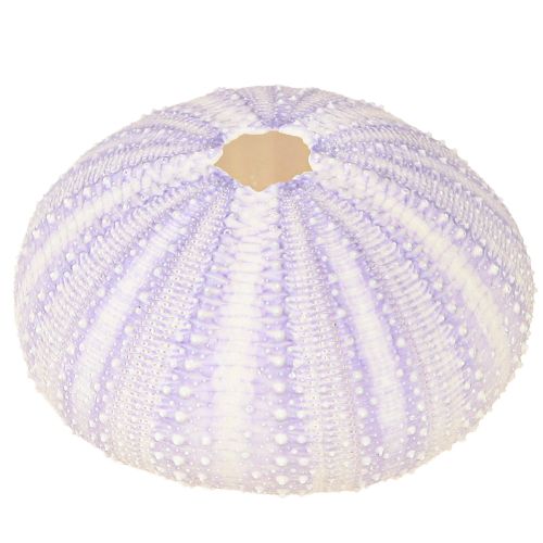 Product Sea urchin shell in white-violet Ø4-6cm 12 pcs