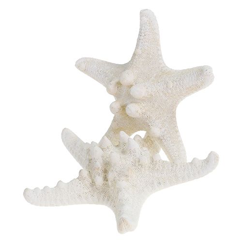 Floristik24 Starfish 9cm - 11cm White 20 pcs