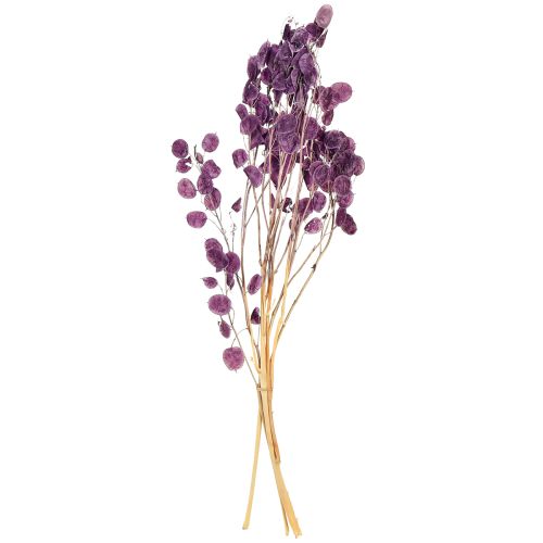 Product Dried Lunaria Honesty Dried Flowers Purple 65-70cm 20g