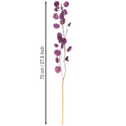 Product Dried Lunaria Honesty Dried Flowers Purple 65-70cm 20g