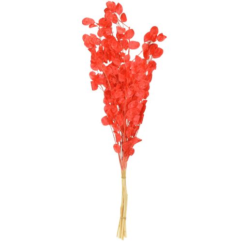 Product Dried Lunaria Honesty Dried Money Plant Red 65-70cm 20g