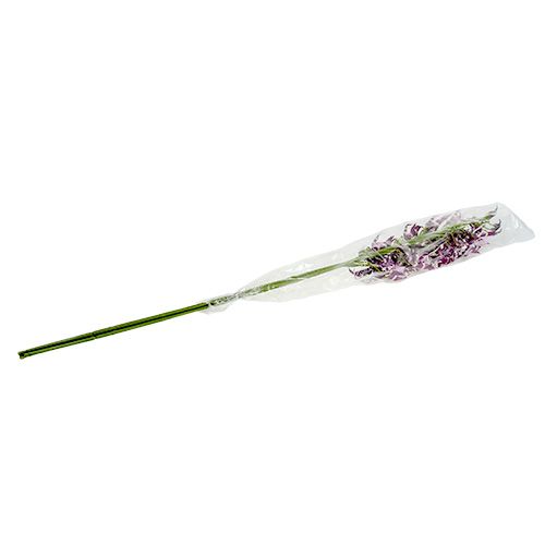 Floristik24 Spider orchids Brassia purple 108cm 3pcs