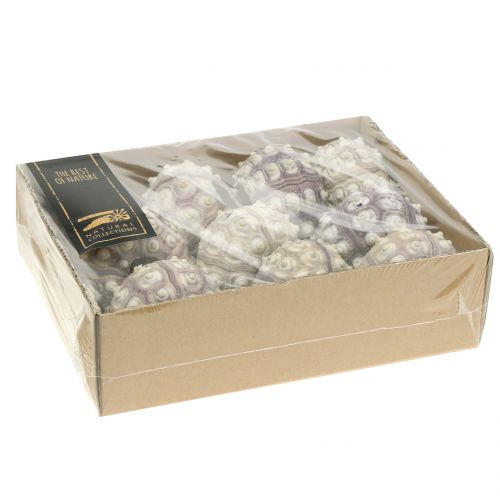 Floristik24 Sea urchin 10 pcs