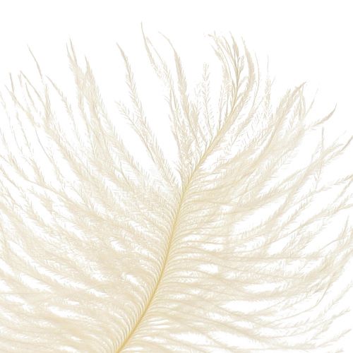 Product Exquisite cream-white decorative feather ostrich feather white 20-25cm 12 pieces