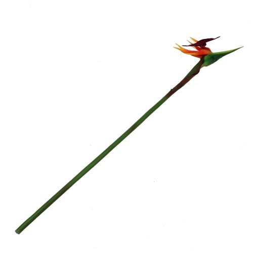 Floristik24 Strelitzia bird of paradise flower 62cm