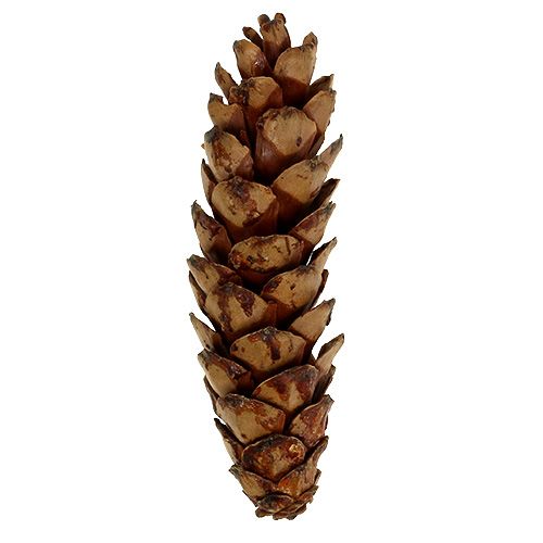 Product Strobus cone 10-15cm lacquered 100p