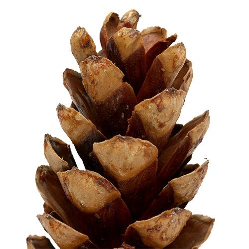 Floristik24 Strobus cones 20 - 25cm painted 50 pcs