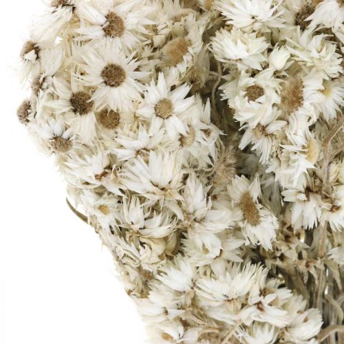 Floristik24 Straw Flowers Dried Flowers Bouquet White Small 15g