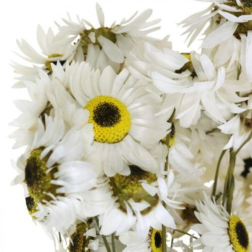 Product Acroclinium White, dried plants, straw flowers, dried floristry L20–40cm 25g