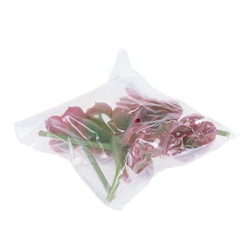 Product Succulent Ø5cm pink 6pcs