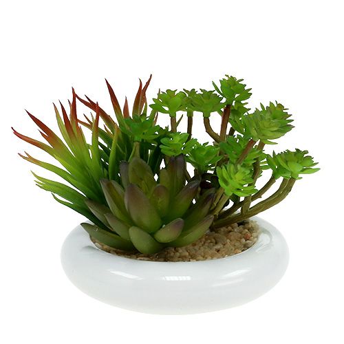 Floristik24 Succulents in pot Ø12cm H11cm 1pc