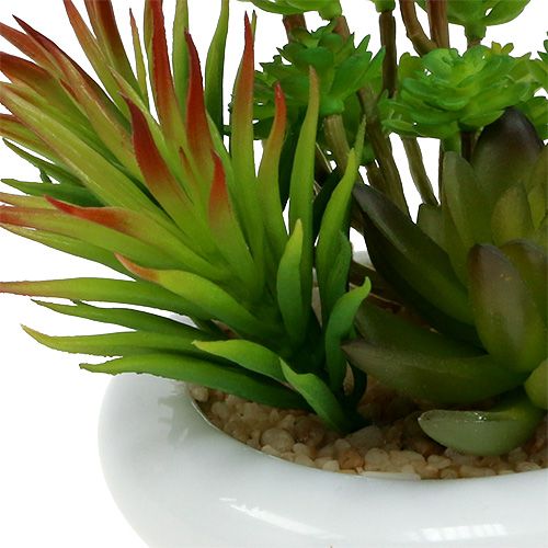 Floristik24 Succulents in pot Ø12cm H11cm 1pc