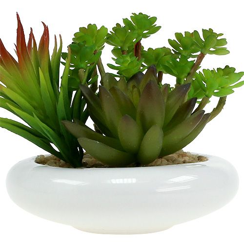 Floristik24 Succulents in pot Ø12cm H11cm 1pc