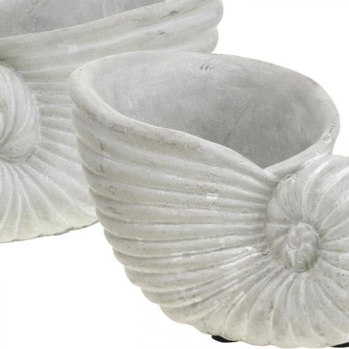 Floristik24 Shells for planting, maritime decoration, plant pot Nautilus concrete L15cm H9.5cm 2pcs