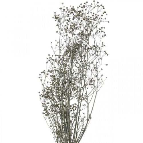 Floristik24 Dried flower Massasa whitened decorative branches 50-55cm bunch of 6 pieces