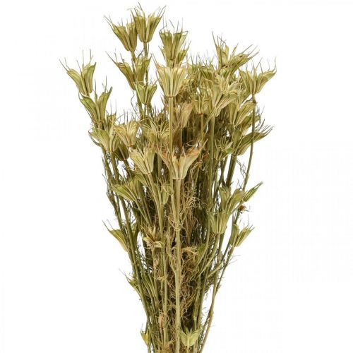 Dried flowers black cumin decoration nature Nigella 50cm 75g